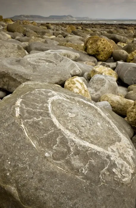 Framed Print : Large fossil ammonites - on the beach near Lyme Regis - World Heritage Jurassic Coast - Dorset - UK Framed Print : Large fossil ammonites - on the beach near Lyme Regis - World Heritage Jurassic Coast - Dorset - UK