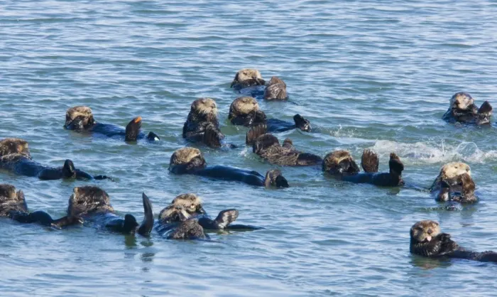 Framed Print : Large group of Sea Otters - relaxing and resting in the sea off southern California Framed Print : Large group of Sea Otters - relaxing and resting in the sea off southern California