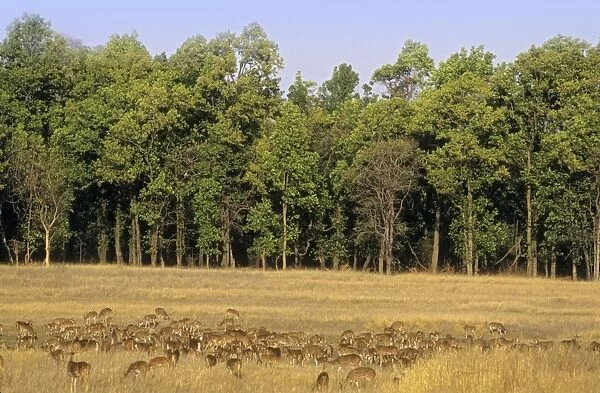 Large herd of Chitals  /  Spotted Deers Bandhavgarh National Park, India