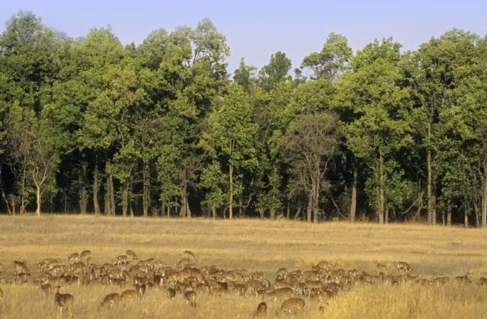 Framed Print : Large herd of Chitals / Spotted Deers Bandhavgarh National Park, India Framed Print : Large herd of Chitals / Spotted Deers Bandhavgarh National Park, India