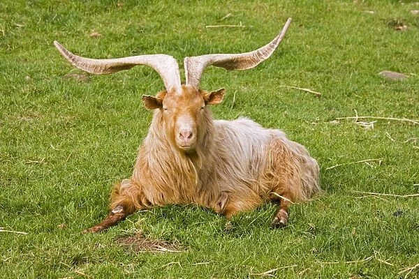 Large horned Guernsey Billy goat. Rare Breed Trust Cotswold Farm Park - UK