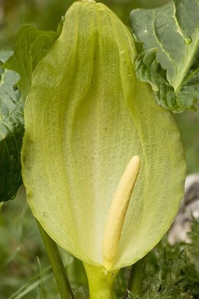 Large or Italian Lord's and Ladies (Arum italicum); uncommon plant in UK