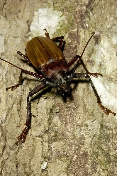 A large Longhorn Beetle (unidentified) on a tree-trunk in a rainforest of volcanic Tioman Island, 30 km east off peninsula Malaysia in South China Sea; June. Ma39. 3874