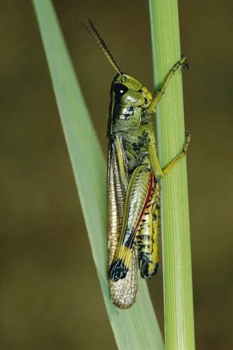 Framed Print : Large Marsh Grassopper JLM 724 Stethophma grossm © J. L. Mason  /  ardea. com