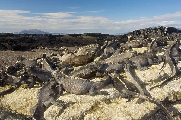Large mass of Marine Iguanas - warming up in sun; endemic and specialised reptile. Fernandina Island, Galapagos