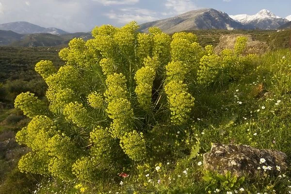 Large mediterranean spurge (Euphorbia characias) on the Mani peninsula, south Greece