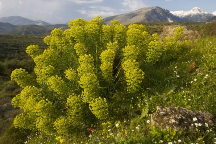 Framed Print : Large mediterranean spurge (Euphorbia characias) on the Mani peninsula, south Greece Framed Print : Large mediterranean spurge (Euphorbia characias) on the Mani peninsula, south Greece