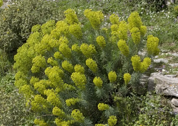 Framed Print : Large mediterranean spurge. South Greece Framed Print : Large mediterranean spurge. South Greece