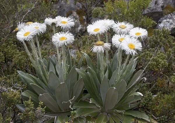 Large Mountain Daisy, in the southern alps; South Island, New Zealand