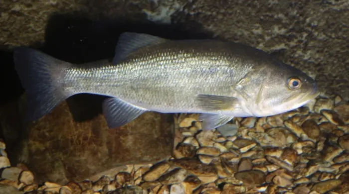 Framed Print : Large Mouth Bass - freshwaters USA. Major sport fish. Introduced to Hawaii and parts of Africa