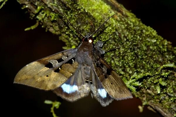 Large nocturnal moth is on a branch in the undergrowth in primary rainforest in river Danum valley conservation area; Sabah, Borneo, Malaysia; night in June. Ma39. 3308