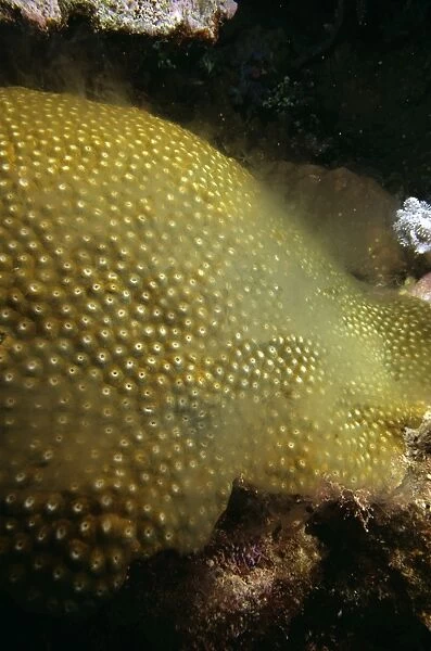 Large Plate Coral - spawning, this is a male, and the milk sperm puffs out many tims over 30 to 60 minutes fam: Faviidae SND01593