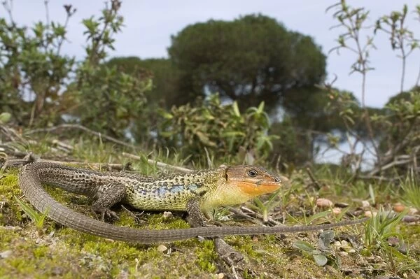 Large Psammodromus - male - in habitat - Andalucia - Huelva - Spain