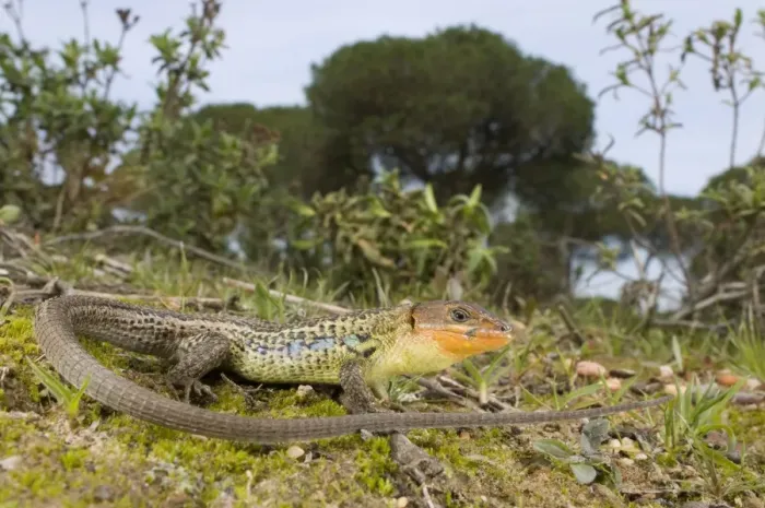 Framed Print : Large Psammodromus - male - in habitat - Andalucia - Huelva - Spain Framed Print : Large Psammodromus - male - in habitat - Andalucia - Huelva - Spain