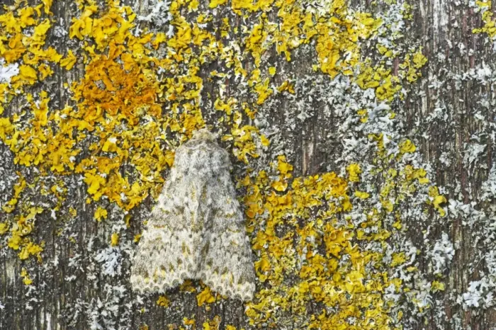 Framed Print : Large Ranunculus Moth Polymixis flavicincta Essex, UK IN000577 Framed Print : Large Ranunculus Moth Polymixis flavicincta Essex, UK IN000577