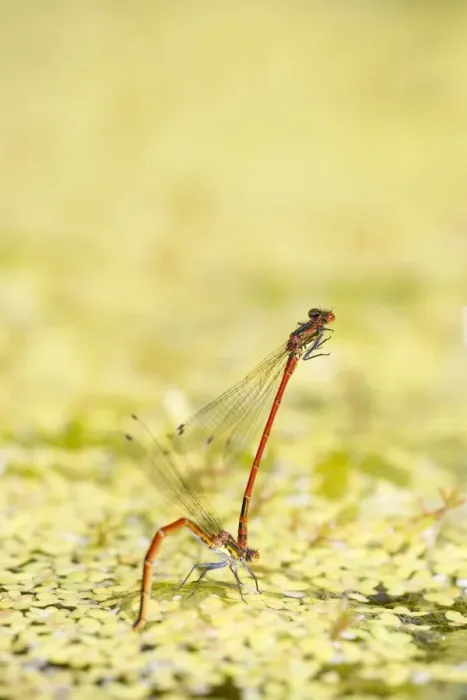 Framed Print : Large Red Damselflies - mating on garden pond Norfolk UK Framed Print : Large Red Damselflies - mating on garden pond Norfolk UK