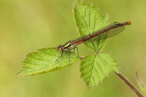 Large Red Damselfly - still in early stages and not yet developed full colour while resting on bramble leaves - May