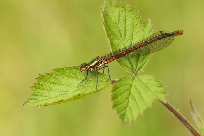 Framed Print : Large Red Damselfly - still in early stages and not yet developed full colour while resting on bramble leaves - May - Cannock Chase - Staffordshite - England Framed Print : Large Red Damselfly - still in early stages and not yet developed full colour while resting on bramble leaves - May - Cannock Chase - Staffordshite - England