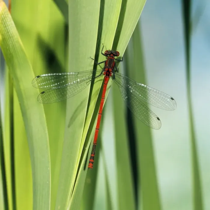 Framed Print : Large Red Damselfly - male Framed Print : Large Red Damselfly - male