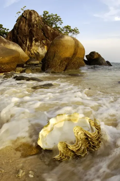 Framed Print : A large sea-shell, washed ashore on a beach of volcanic Tioman Island, 30 km east off peninsula Malaysia in South China Sea; evening in June. Ma39. 3835 Framed Print : A large sea-shell, washed ashore on a beach of volcanic Tioman Island, 30 km east off peninsula Malaysia in South China Sea; evening in June. Ma39. 3835