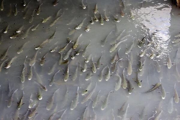 Large shoal of mullet feeding at effluent outlet in harbour Bermeo Costa Vasca Euskal Herria Spain