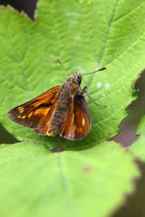 Framed Print : Large Skipper Butterfly - Cornwall - UK Framed Print : Large Skipper Butterfly - Cornwall - UK