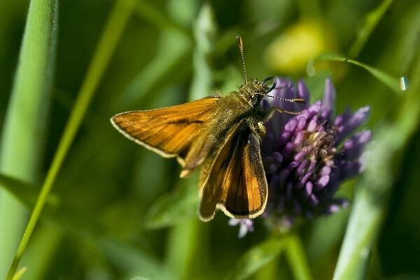 Large Skipper Butterfly - on Devil's bit scabious (Succisa pratensis) The short roots of the Devil's bit scabious led to the legend that the devil bit off the root in anger at the Virgin Mary. It is found in damp waterlogged