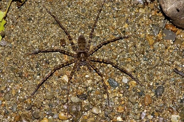 A large spider (unidentified) searches for prey on a sand bank of a small stream in the night, primary rainforest of river DAnum valley, Sabah, Borneo, Malaysia; June. Ma39. 3315