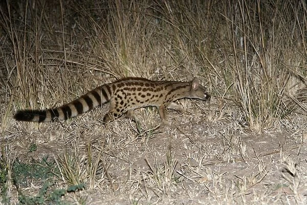 Large-Spotted Genet. South Luangwa Valley National Park - Zambia - Africa