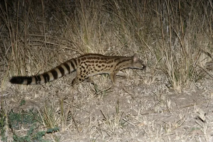 Framed Print : Large-Spotted Genet. South Luangwa Valley National Park - Zambia - Africa