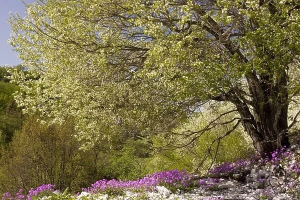 Large St Lucie Cherry tree - in blossom, over a greek annual stock Malcolmia angulifolia in the Vikos Gorge, north Greece