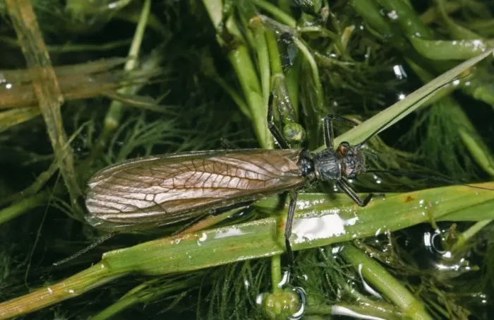 Framed Print : Large Stonefly - female, Upland River Framed Print : Large Stonefly - female, Upland River
