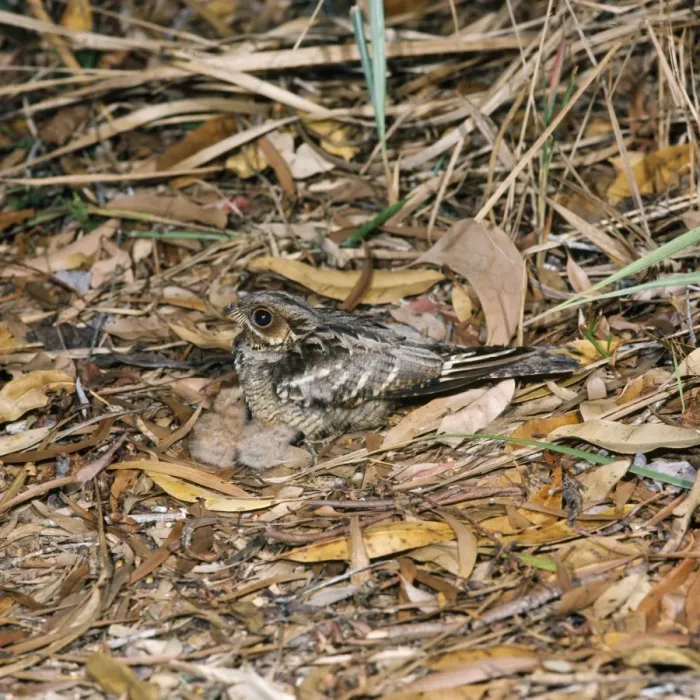 Framed Print : Large-tailed Nightjar - with chicks Australia