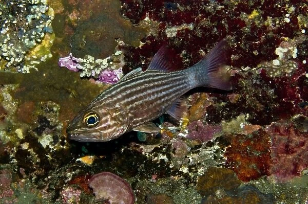 Large-toothed cardinalfish - A species known for brooding its eggs in its mouth. It will also hide its young in its mouth. Indonesia
