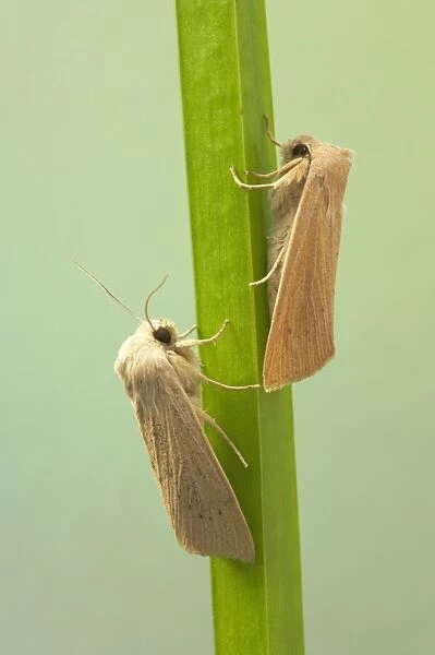 Large Wainscot Moth Rhizedra lutosa Essex, UK IN000575
