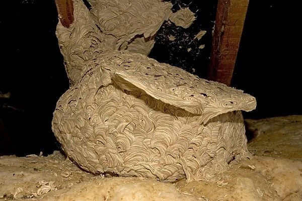 Large wasp nest of in roof space, Cotswolds, UK