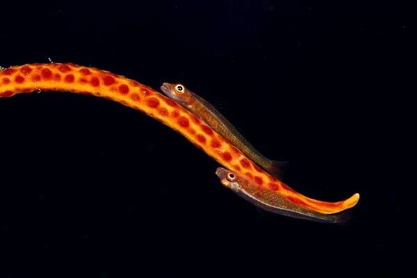Large Whip Gobies - on a Whip Coral (Junceella sp. ) - Maldives