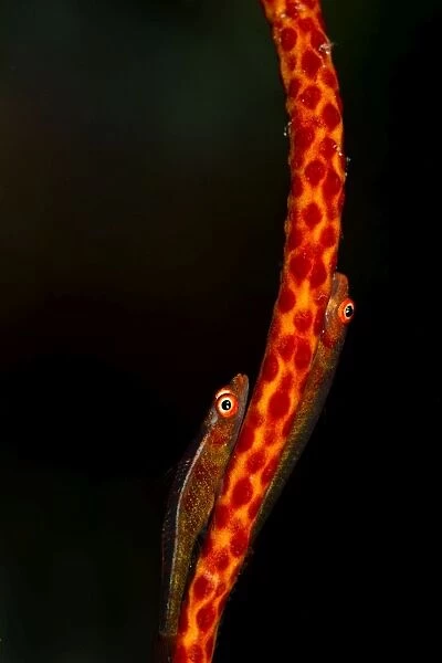 Large Whip Gobies - on a Whip Coral (Junceella sp. ) - Maldives