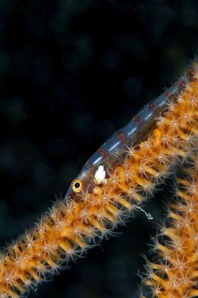 Large Whip Goby - on the Gorgonian Junceella sp