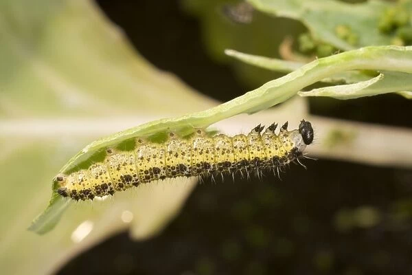 Large White Butterfly caterpillar under cabbage leaf. UK