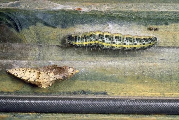 Framed Print : Large White Butterfly - caterpillar & pupa UK Framed Print : Large White Butterfly - caterpillar & pupa UK
