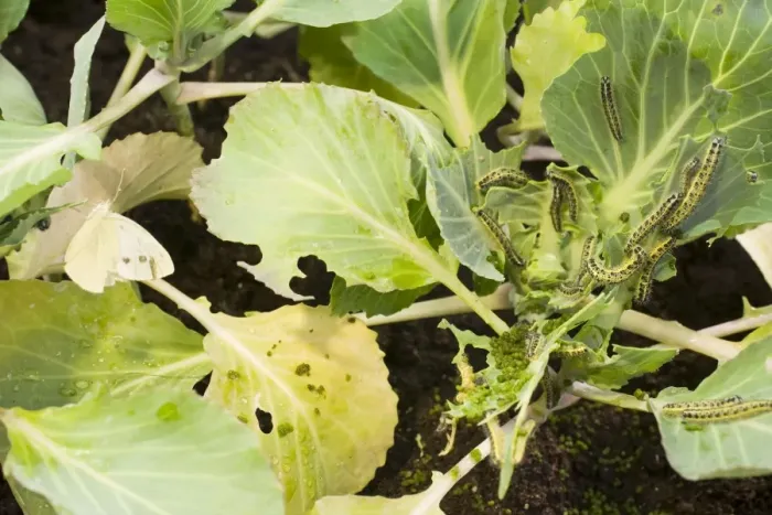 Framed Print : Large White butterfly and caterpillars on cabbage plants. UK Framed Print : Large White butterfly and caterpillars on cabbage plants. UK