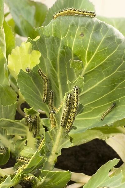 Large White Butterfly caterpillars feeding on cabbage. UK