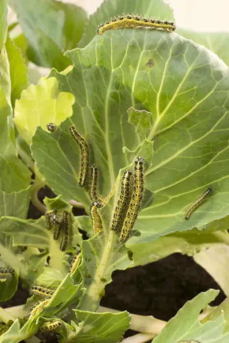 Framed Print : Large White Butterfly caterpillars feeding on cabbage. UK Framed Print : Large White Butterfly caterpillars feeding on cabbage. UK