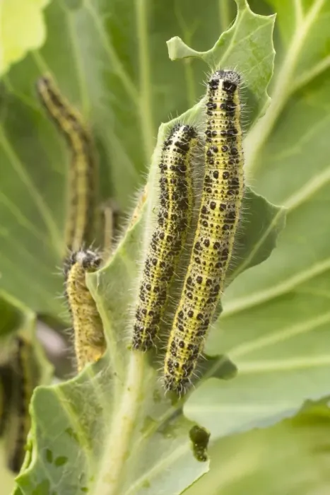 Framed Print : Large White Butterfly caterpillars feeding on cabbage. UK Framed Print : Large White Butterfly caterpillars feeding on cabbage. UK