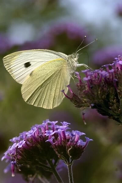 A large White butterfly - feeding on the purple flowers of Verbena bonariensis. Oxfordshire, England