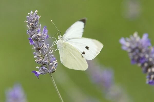 Large White Butterfly - female feeding on Lavender flower - Essex, UK IN000808