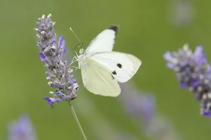 Framed Print : Large White Butterfly - female feeding on Lavender flower - Essex, UK IN000808