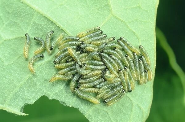 Large White Butterfly Larvae - On leaf UK