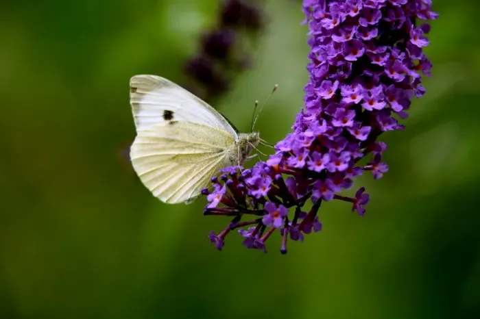 Framed Print : Large White Butterfly on Lilac Framed Print : Large White Butterfly on Lilac